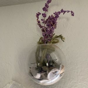 Hanging seashell + sage terrarium